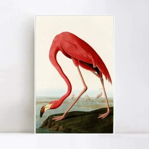 Arte en lienzo enmarcado impresión de giclee American Flamingo por John James Audubon 24"x32" - Imagen 1 de 5