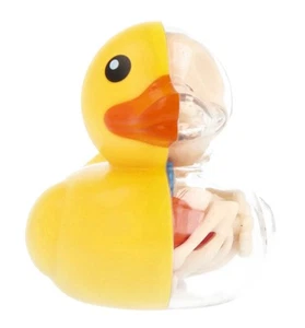 4D Master designer by Jason Freeny Bathing Ducky 3.25” (8 cm) Anatomy Figure - Picture 1 of 8
