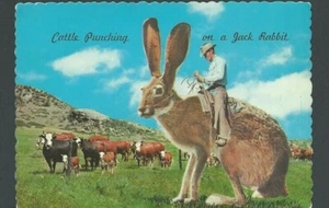 1974 PPC Humor übertrieben Jack Kaninchen mit Reiter Rinder schlagen 6 x 4 Zoll - Bild 1 von 1
