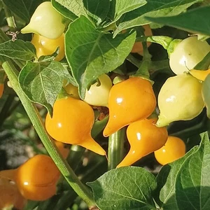 Biquinho Amarelo,10 semillas,Capsicum chinense (268) - Picture 1 of 3