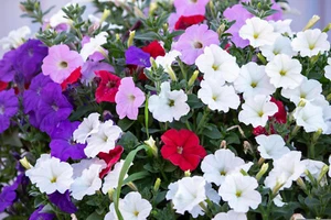 PETUNIEN HALBHÄNGEND 1000 Samen aus bioveganem Naturgarten Zierblumen - Bild 1 von 12