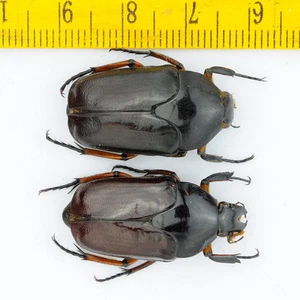 BEETLE - Cetoniidae sp (Pair) - Mt. Arfak - INDONESIA - 2829 - Picture 1 of 1