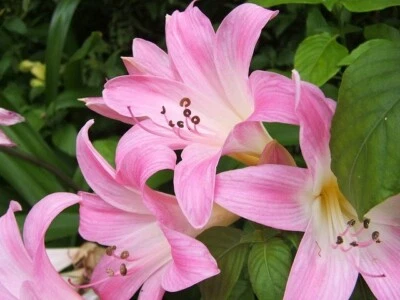 AMARYLLIS BELLADONNA NAKED LADY FLOWER BULBS HARDY ZONES 7-10 FRAGRANT BLOOMS!!! - Image 1 of 4