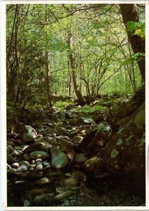Springtime in the Great Smokey Mountains National Park, Tennessee Postcard - Picture 1 of 2
