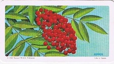 Brooke Bond Red Rose Tea Card #33 Mountain Ash Trees Of North America
