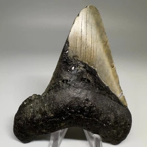 Amazing Bite Tooth - 3.85" Fossil MEGALODON Shark Tooth Shows Bite Force!! - Picture 1 of 6