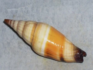 VEXILLUM VULPECULA UNIQUE PATTERN - Picture 1 of 2