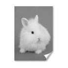 A3   Bw   Pretty White Fluffy Bunny Rabbit Poster 297X42cm280gsm 36850