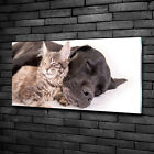 Wandbild aus Plexiglas® Druck auf Acryl 100x50 Tiere Hund Katze