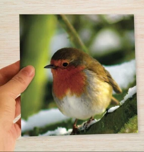 Tarjetas y paquetes de Navidad Robin Robin in snow tarjetas de Navidad naturaleza de aves - Freepost - Imagen 1 de 14