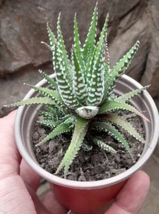 Haworthia Fasciata Zebra Unusual Succulent House plant In 9cm Pot - Picture 1 of 7