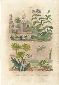 STAMPA ORIGINALE ACQUERELLATA_E. GUERIN_ piante _ libellula _ OTTOCENTO _PL. 203 - Foto 1 di 1