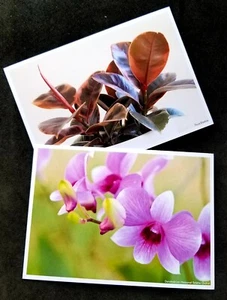 Singapore Brunei Joint Issue 40th Diplomatic 2024 Flower Orchid (postcard) MNH - Picture 1 of 6