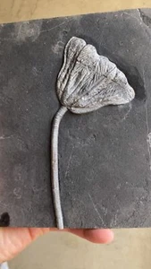 Unikat versteinerte Seelose Protolith Fossil 15*18 - Bild 1 von 6