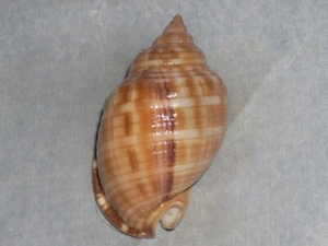 SEMICASSIS UNDULATA SPECIAL DARK LINE - Picture 1 of 2