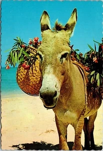 Postal de prensa de Dexter nativo burro soleado caribeño océano playa - Imagen 1 de 2