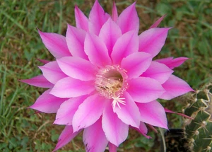 Echinopsis Hybride hybrid " Eroica "   sehr blühfreudig  2,5cm x 2,7cm - Bild 1 von 2