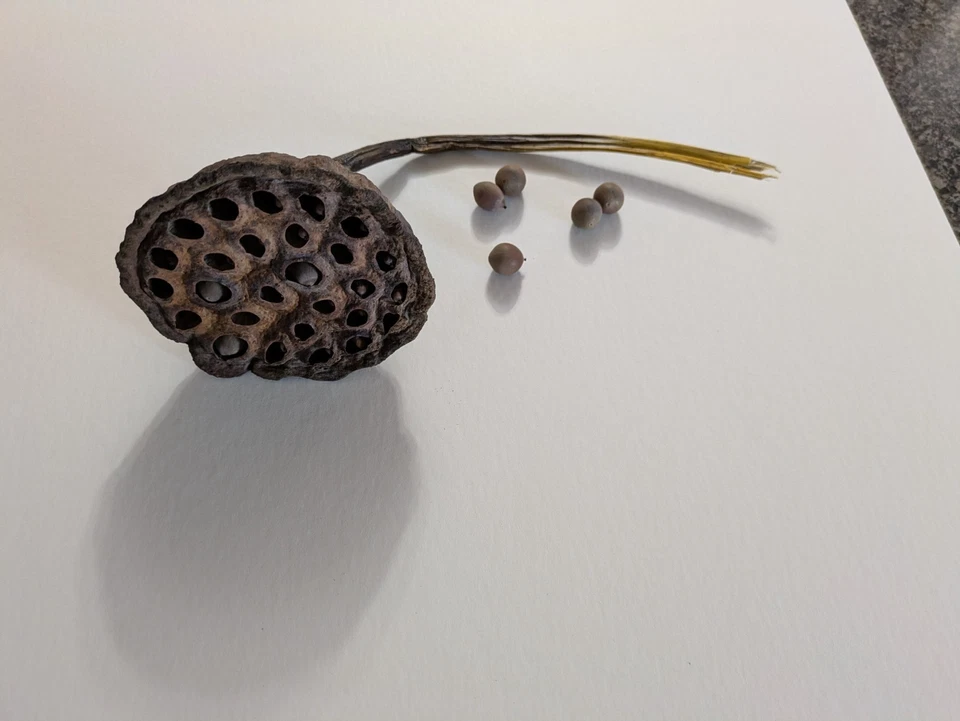 10 semillas de loto frescas (Nelumbo Lutea) y 1 vainas para crecer en tu estanque, nativas Foto 1 de 1