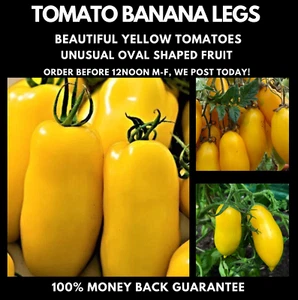 TOMATO BANANA LEGS 15+ seeds unique yellow heirloom garden vegetable easy grow - Picture 1 of 4