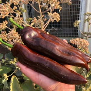 Paprika Brown Sweet Pepper 120 Seeds | Rare Heirloom Chilli - Picture 1 of 1
