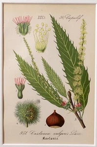 1881 BOTANY chestnut CHROMOLITHOGRAPH ENGRAVING - With PASSEPARTOUT - (04120) - Picture 1 of 2