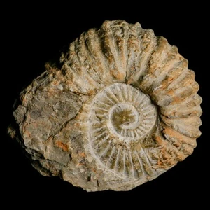 5.2" Acanthoceras Ammonite Fossil Agadir Morocco 360 Million Year Old COA - Picture 1 of 9