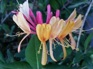 GOLD FLAME Honeysuckle Vine Plant Fragrant Coral Yellow Spring Flowers - Picture 1 of 5