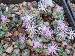 Conophytum obcordellum 'Spectabile' (Pink Flowers) - Imagen 1 de 3