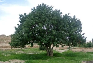 Chocolate Tree (Ceratonia siliqua ) 10 seeds - Picture 1 of 1