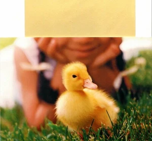 Happy Easter Friend Yellow Duckling Ducky Theme Hallmark Greeting Card - Picture 1 of 3