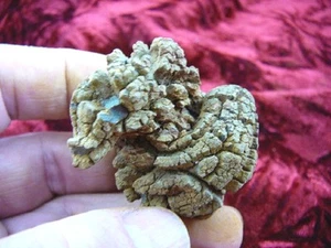 (PP280-627) 3" Genuine Fossil TURTLE POOP Coprolite Madagascar DUNG fun Gag GIFT - Picture 1 of 1