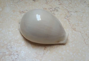 F Cypraea camelopardalis mariae lyncina F+++ F++ super glossy cypraeida 75.8 mm - Picture 1 of 13