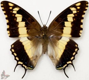 Charaxes hansali hansali-Female from Ethiopia, RARE, MOUNTED, ACTUAL SPECIMEN - Picture 1 of 1