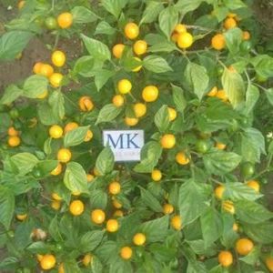 CAPEZZOLI DI SCIMMIA,10 SEMILLAS,SEEDS,Capsicum chinense, cosecha propia (235) - Picture 1 of 1