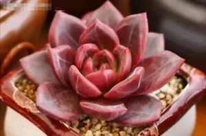 Baek Ya / White Night Champagne 8cm diameter Echeveria succulent - Picture 1 of 9