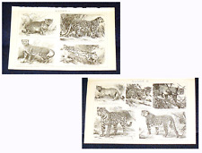 KATZEN Wildkatze Leopard Jaguar Luchs Nebelparder Irbis Stich 1895 – 131 Jahre O