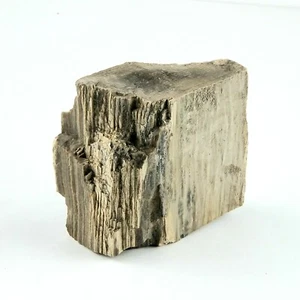 Legno pietrificato South Dakota 1 libbra 5,6 once 4" x 4" x 1,4" pietra di roccia in legno fossile - Foto 1 di 5