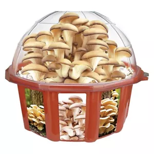 Kit giardino funghi coltiva il tuo - Ottima idea regalo! - Foto 1 di 1