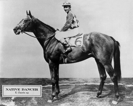 1953 Champion Racehorse NATIVE DANCER Glossy 8x10 Photo Thoroughbred Print  - Image 1 of 1
