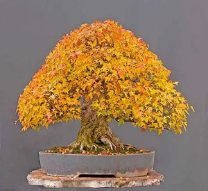 ARCE TRIDENTE trident acer buergerianum apto bonsai 1000 Semillas Seeds - Imagen 1 de 1