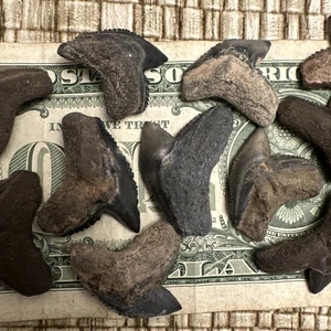 Große und mittlere fossile Tigerhai Zähne aus Bone Valley Florida größte 1,27 Zoll - Bild 1 von 5