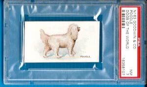 1890 N163 Goodwin & Co - Dogs of thew World - Poodle Psa 7 (nice card) - Picture 1 of 2