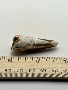 Spinosaurus 2" ZAHN Zähne Dinosaurier Fossil vor T Rex Kreidezeit CS 858 - Bild 1 von 5