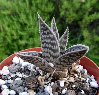 GONIALOE SLADENIANA ALOE cactus euphorbe  jatropha caudex plante grasse - Photo 1/4