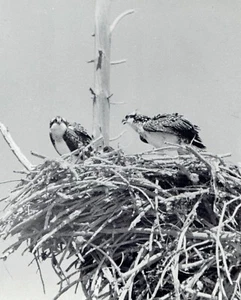 1982 Original Photo osprey birds sit in nest near Crane Prairie Reservoir Oregon - Picture 1 of 2