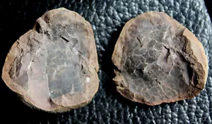Museum grade specimen. Two Carboniferous fossil Trigonotarbid, (Spider) - Picture 1 of 5