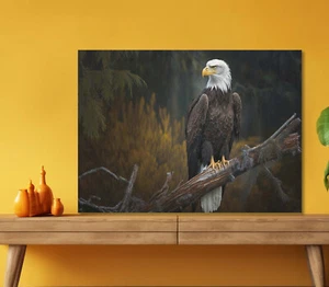 Bald Eagle 5mm thick Plastic Poster Ready to Hang 60x45cm - Picture 1 of 3