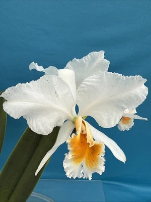 Cattleya percivaliana alba ‘Mauna Kea’ Species Orchid Eros 7” Pot Blooming - Image 1 of 4