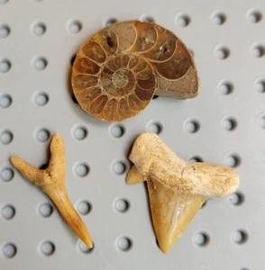 Shark Teeth Tooth Ammonite Fossils 1 Inch And Under - Picture 1 of 5