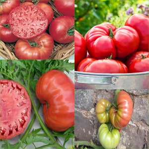 Tomato Mortgage Lifter 20 Seeds GARDEN Vegetables SPRING Summer - Picture 1 of 3